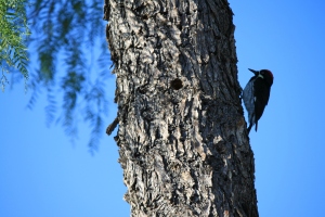 Woodpecker in Pepper Tree